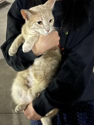 Found/Stray Unknown Cat last seen Somerset s, Austin, TX 78731