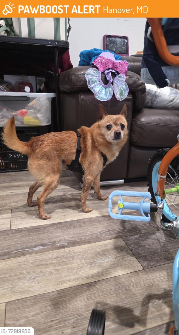 Found/Stray Male Dog last seen Hanover rd , Hanover, MD 21076