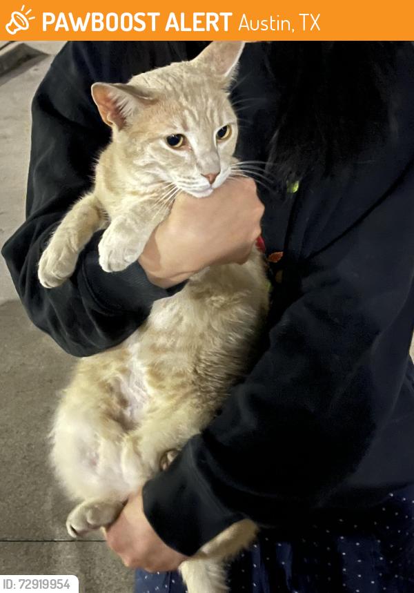 Found/Stray Unknown Cat last seen Somerset s, Austin, TX 78731