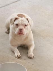 Found/Stray Female Dog last seen Duane and penny , Salem, OR 97302
