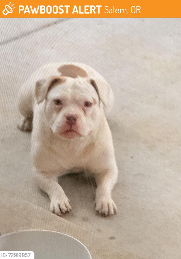 Found/Stray Female Dog last seen Duane and penny, Salem, OR 97302