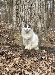 Reunited Male Cat last seen Lynn drive, prior lake, Credit River, MN 55372