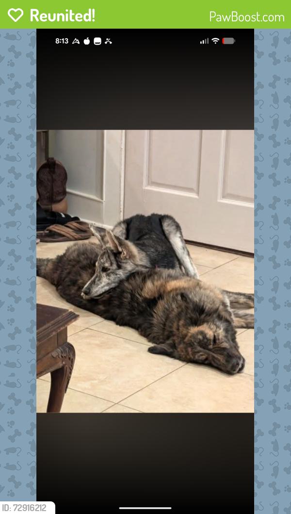 Reunited Female Dog last seen Rainbow glen road , Fallbrook, CA 92028