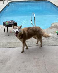 Found/Stray Male Dog last seen Cook Road, Newton County, GA 30054
