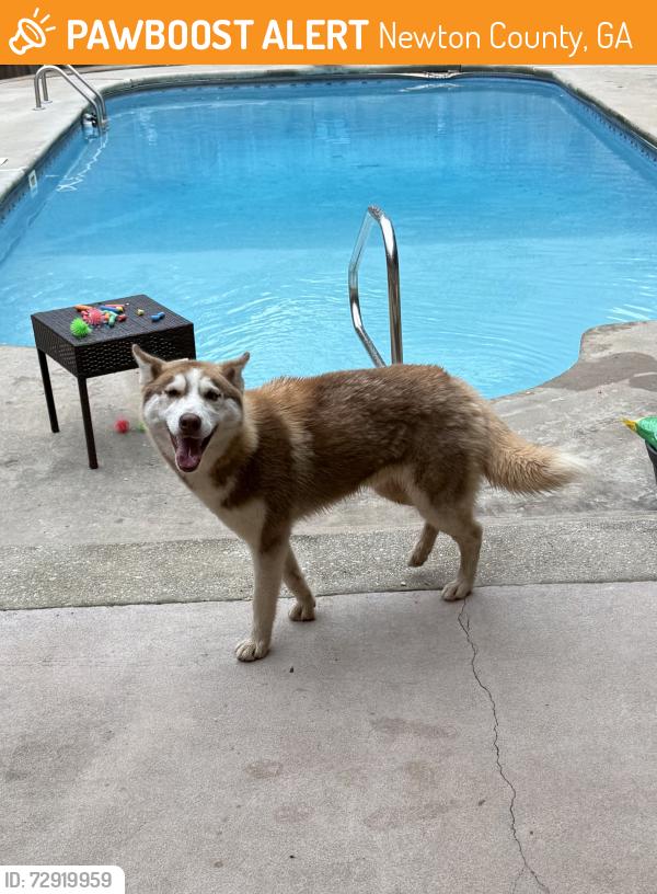 Found/Stray Male Dog last seen Cook Road, Newton County, GA 30054