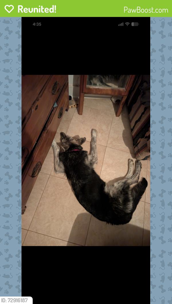 Reunited Male Dog last seen Rainbow glen road, Fallbrook, CA 92028