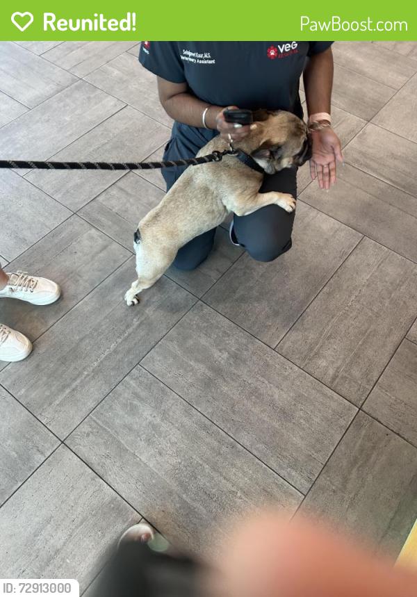 Reunited Unknown Dog last seen Elyson, Katy, TX 77493