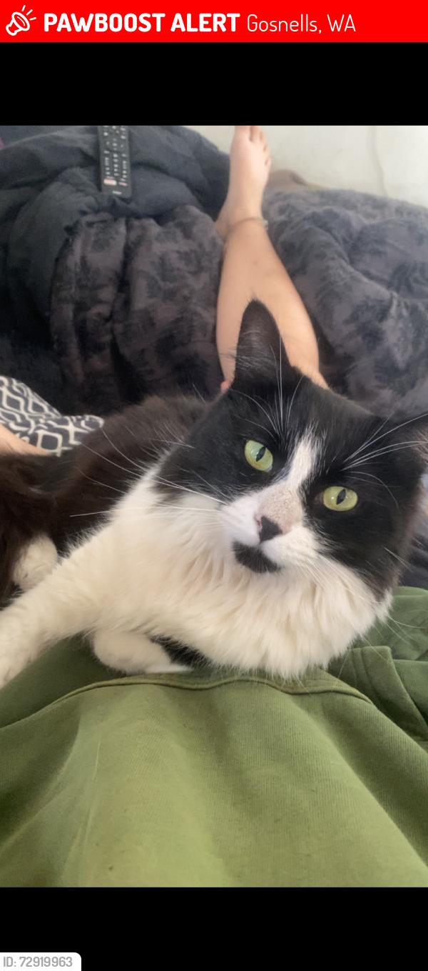 Lost Male Cat last seen kellerman way , Gosnells, WA 6110