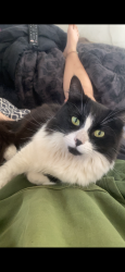 Lost Male Cat last seen kellerman way , Gosnells, WA 6110