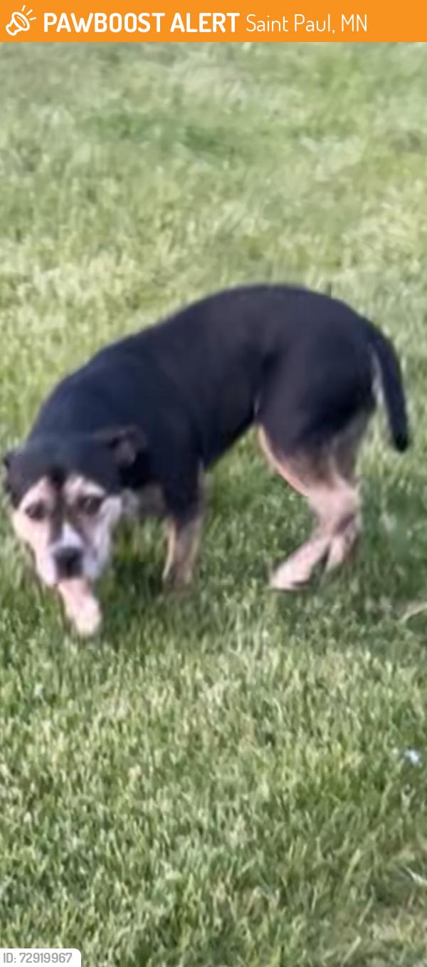 Found/Stray Unknown Dog last seen Burns and Ruth, scenic laundry , Saint Paul, MN 55119