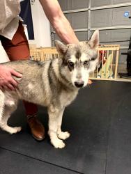 Found/Stray Male Dog last seen Bitters and Huebner , San Antonio, TX 78248