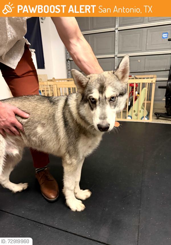Found/Stray Male Dog last seen Bitters and Huebner , San Antonio, TX 78248