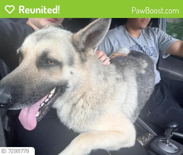 Reunited Male Dog last seen Macon, Summer, Graham, Treadwell , Memphis, TN 38122