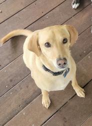 Reunited Male Dog last seen Charlotte St & Hillside, Asheville, NC 28801