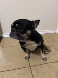 Lost Female Dog last seen Yowell Ranch, Killeen, TX 76542