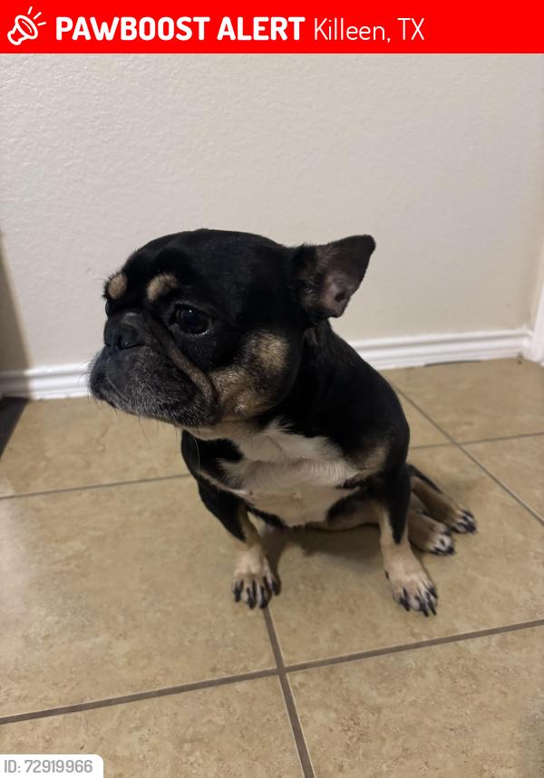 Lost Female Dog last seen Yowell Ranch, Killeen, TX 76542