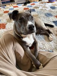 Reunited Female Dog last seen Friendly Hill - Boerne , Back Yard , Boerne, TX 78006