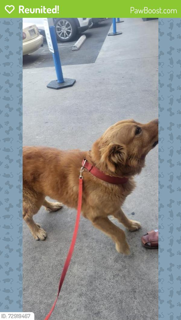 Reunited Unknown Dog last seen Hope St, Huntington Park, CA 90255, USA, Huntington Park, CA 90255