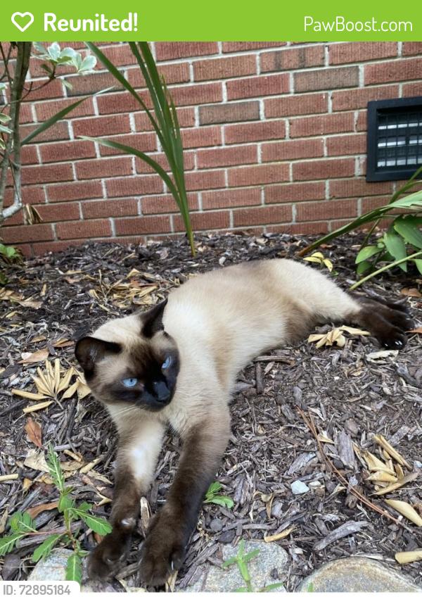 Reunited Male Cat last seen Daniel Boone Trail/Gordon Rd. , Wilmington, NC 28411