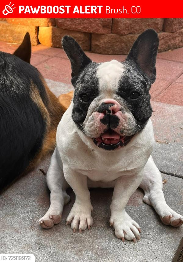 Lost Female Dog last seen Hwy 76 in brush Colorado, Brush, CO 80723