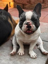 Lost Female Dog last seen Hwy 76 in brush Colorado, Brush, CO 80723