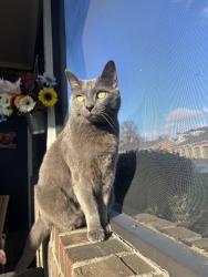 Lost Male Cat last seen Park Place apmts, Tates Creek, Lexington Ky , Lexington, KY 40517