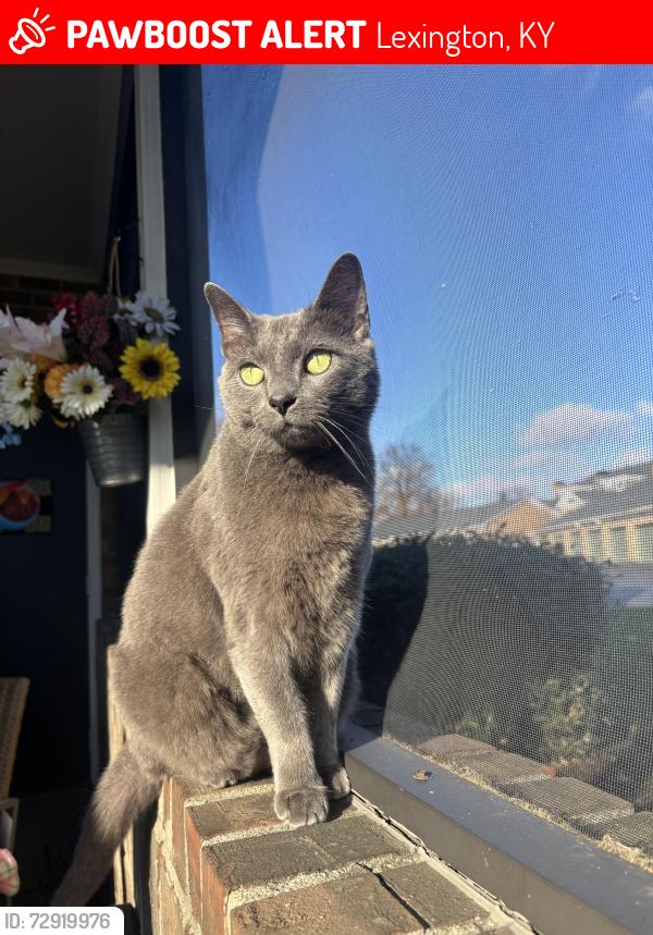 Lost Male Cat last seen Park Place apmts, Tates Creek, Lexington Ky , Lexington, KY 40517
