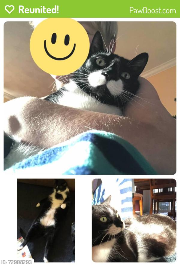 Reunited Male Cat last seen Sylvania DMV , Sylvania, OH 43560