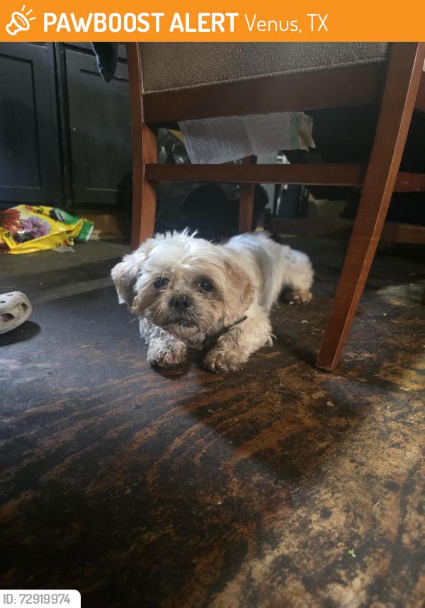 Found/Stray Male Dog last seen Venus Elementrary School, Venus, TX 76084