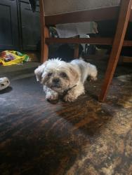 Found/Stray Male Dog last seen Venus Elementrary School, Venus, TX 76084