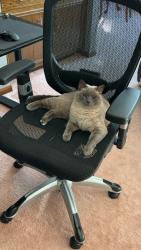 Reunited Female Cat last seen Central Ave , Orangevale, CA 95662