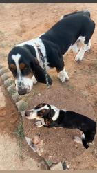 Lost Male Dog last seen CR160 and CR1065 , Greenwood, TX 79706