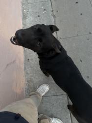 Found/Stray Male Dog last seen East market street, Salinas, CA 93905