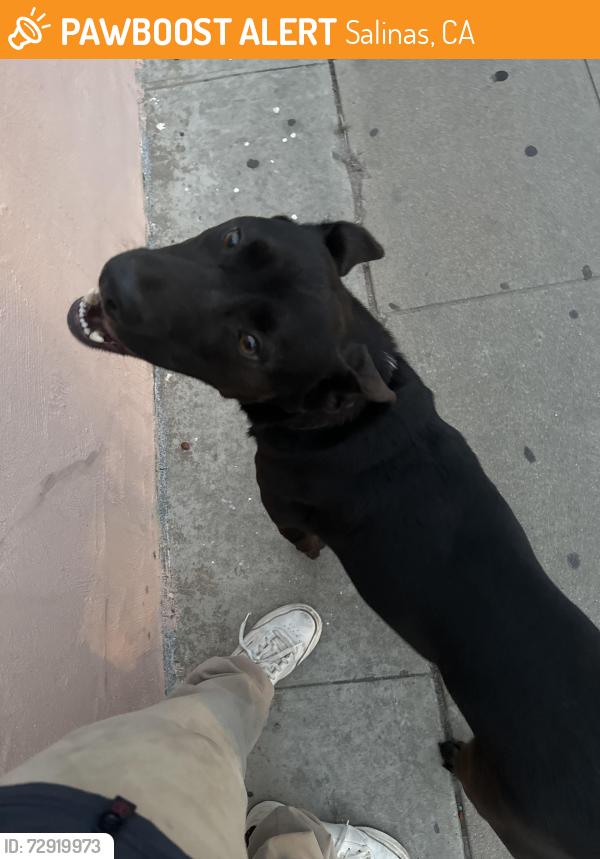 Found/Stray Male Dog last seen East market street, Salinas, CA 93905