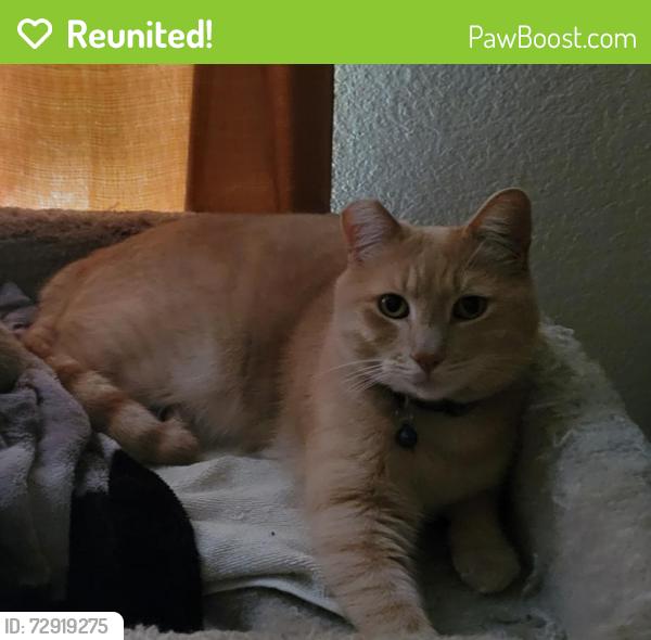 Reunited Male Cat last seen Last seen on Rich Hill Dr by Bobeck Court around 9pm., Orangevale, CA 95662