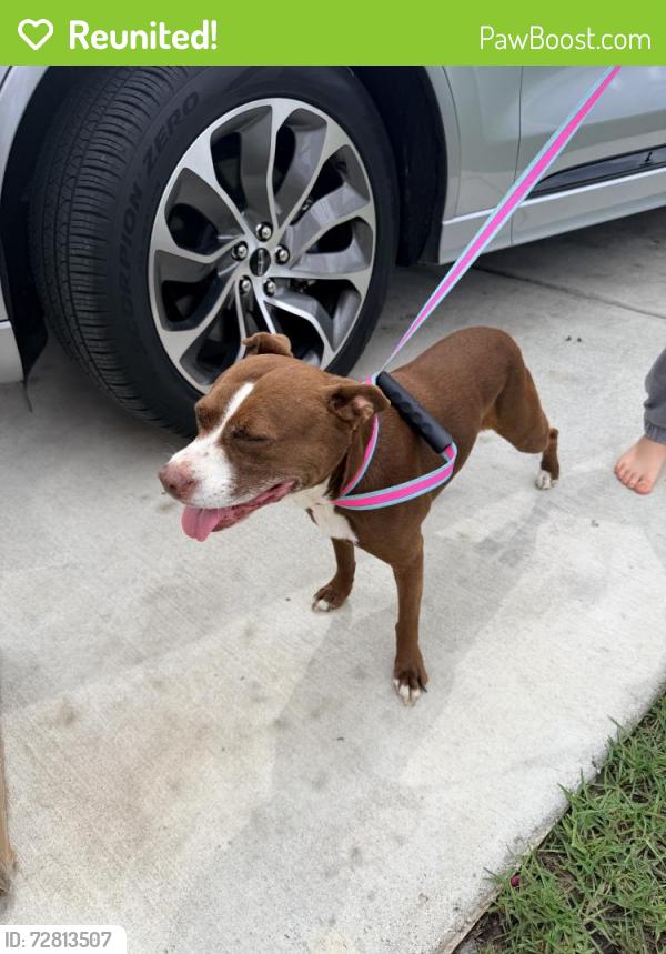 Reunited Female Dog last seen Hampton Rd, Alabama 36608, USA, Mobile County, AL 36608