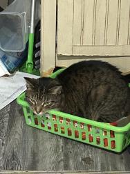 Lost Male Cat last seen packard plaza., Cudahy, WI 53110