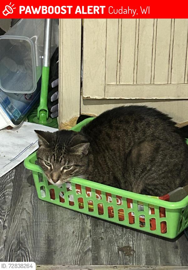 Lost Male Cat last seen packard plaza., Cudahy, WI 53110