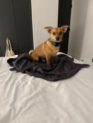 Reunited Male Dog last seen The Cove, Deerfield Beach, FL 33441, USA, Deerfield Beach, FL 33441