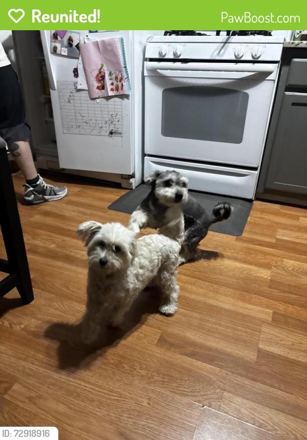 Reunited Female Dog last seen Last seen and possibly picked up by the uptown centre , Albuquerque, NM 87110