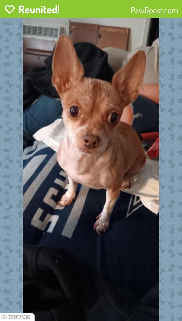 Reunited Male Dog last seen Pine St and Oak St, Santa Ana, CA 92701