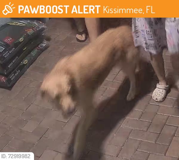 Found/Stray Male Dog last seen monticello way in the preserve at tapestry, Kissimmee, FL 34741