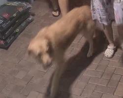 Found/Stray Male Dog last seen monticello way in the preserve at tapestry , Kissimmee, FL 34741