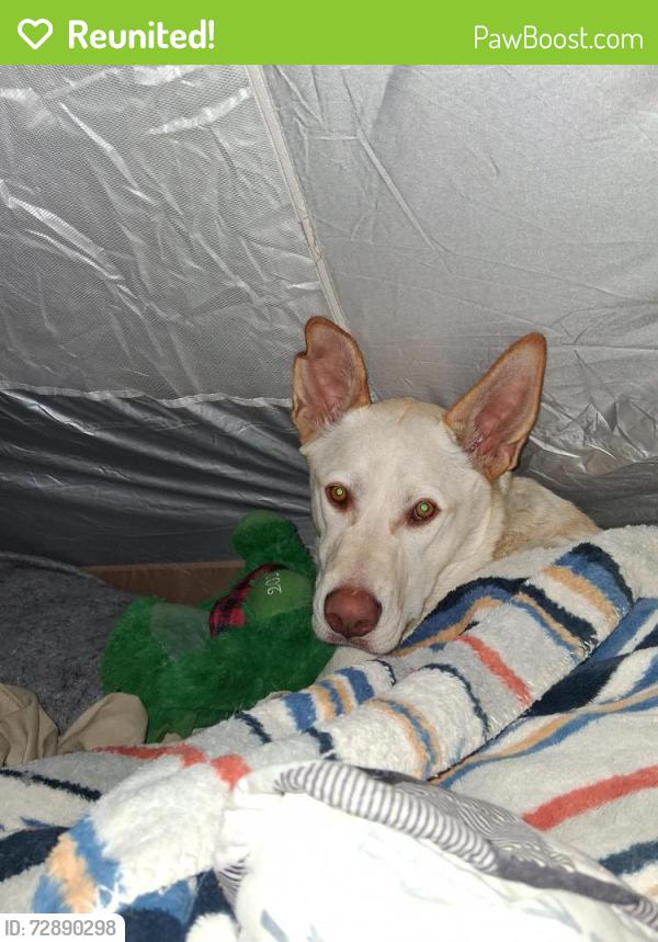 Reunited Male Dog last seen By start bucks and Mac donalds, Tracy, CA 95376