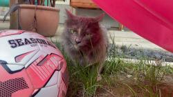 Reunited Female Cat last seen Near Pictor Ct, Sacramento, CA 95828, USA, Sacramento, CA 95828