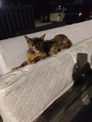 Found/Stray Female Cat last seen Ohio and Gravois, St. Louis, MO 63118