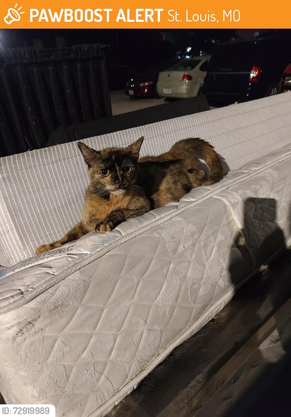 Found/Stray Female Cat last seen Ohio and Gravois, St. Louis, MO 63118