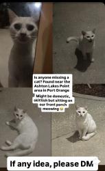 Reunited Unknown Cat last seen Near Ashton lakes point area port orange FL , Port Orange, FL 32128
