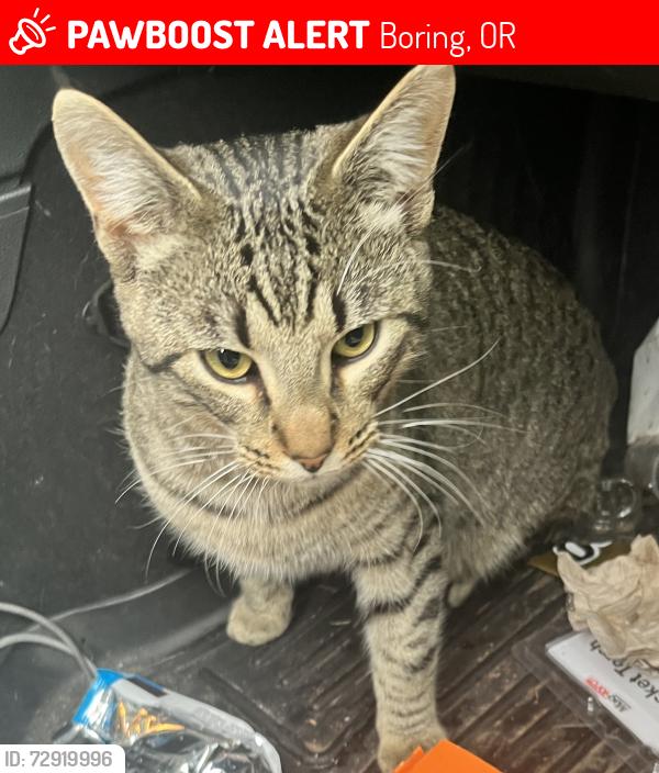 Lost Male Cat last seen Between Bluff Road and Harlem, Boring, OR 97009