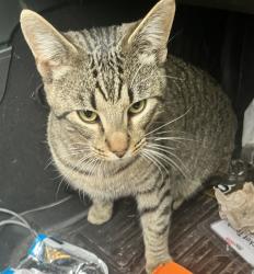 Lost Male Cat last seen Between Bluff Road and Harlem, Boring, OR 97009